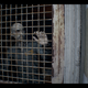 Screenshot: Resident Evil 7/Steam